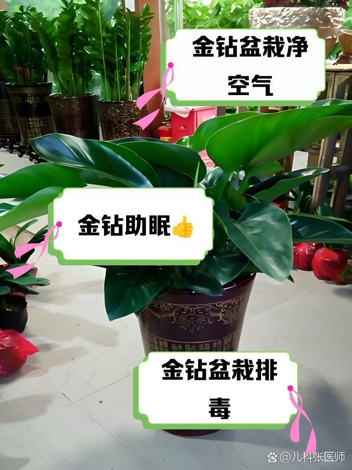金鉆綠植的功效與作用