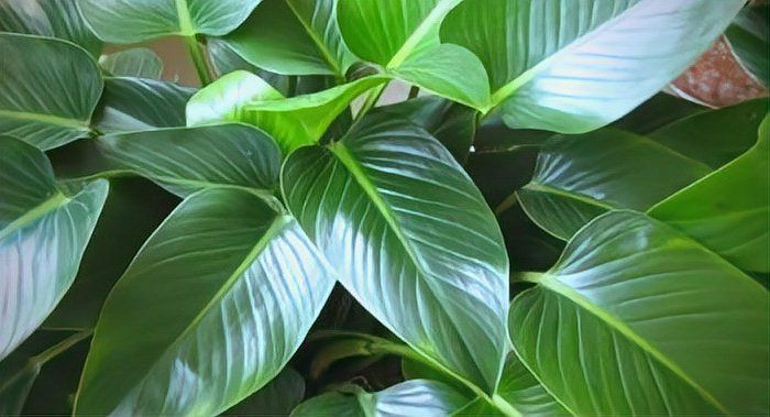 金鉆綠植的功效與作用