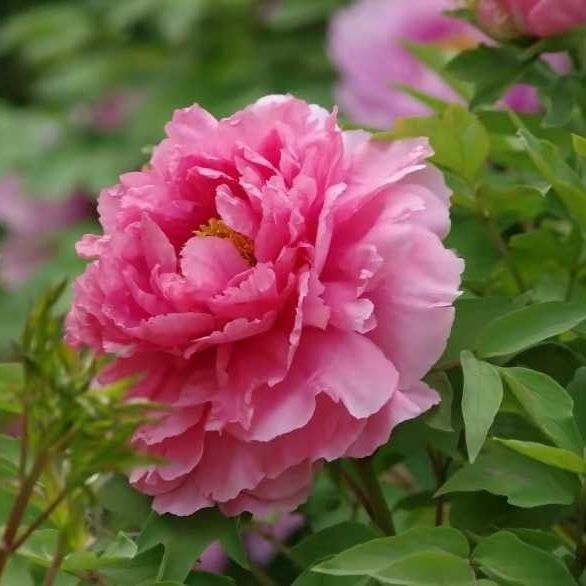 金鉆綠植的功效與作用