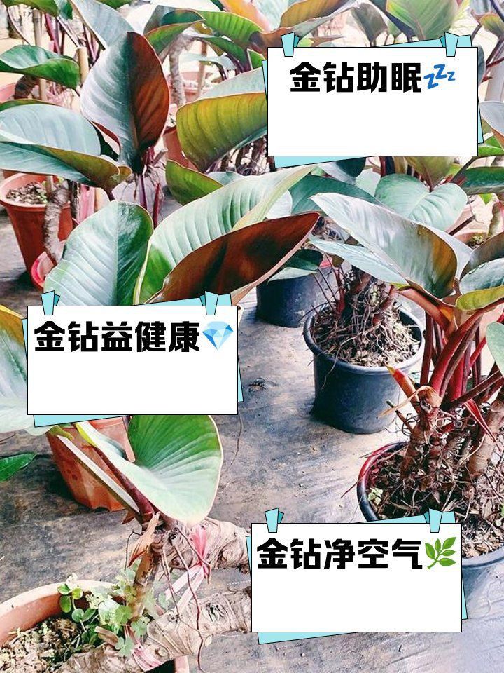 金鉆綠植的功效與作用