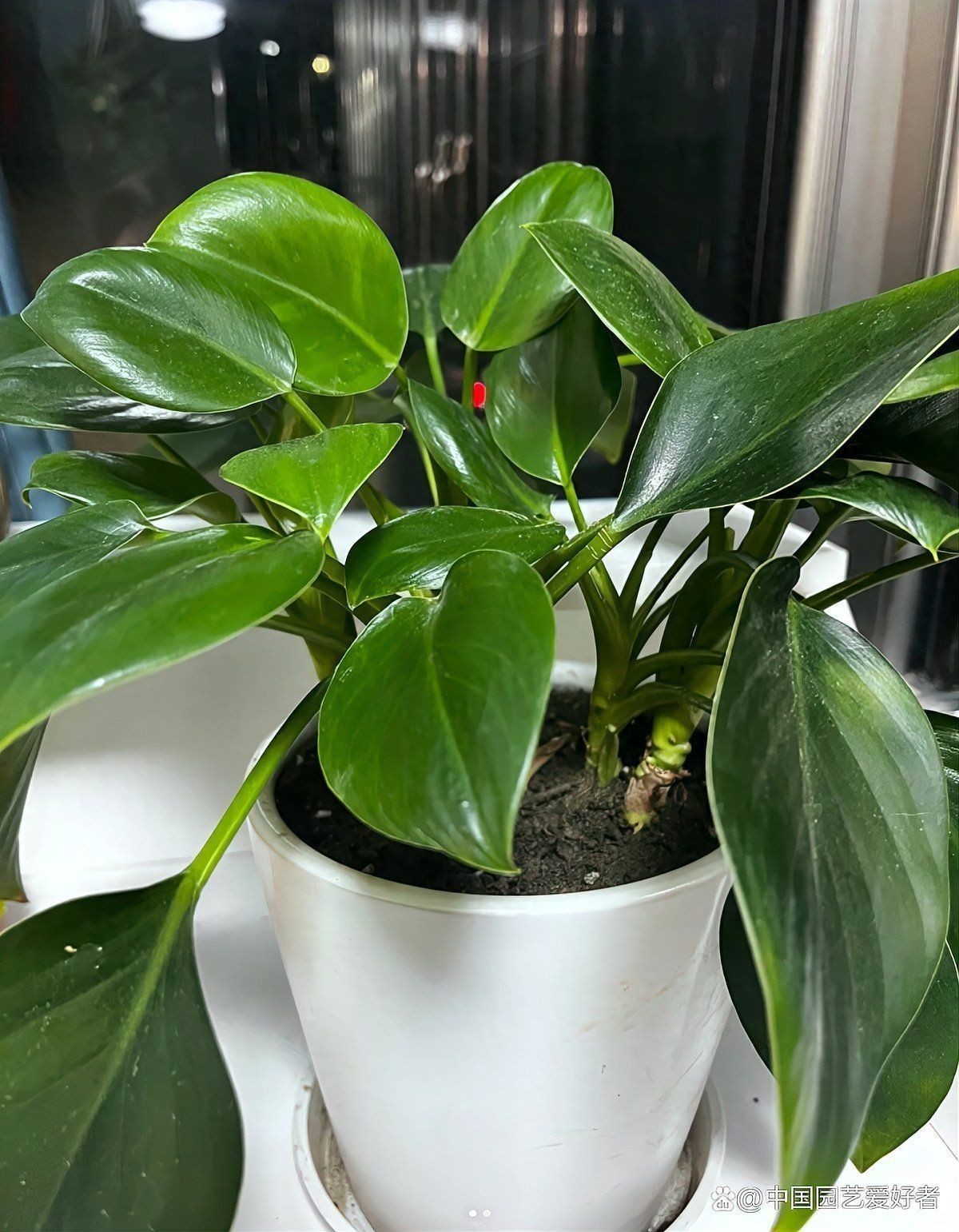 金鉆綠植的功效與作用