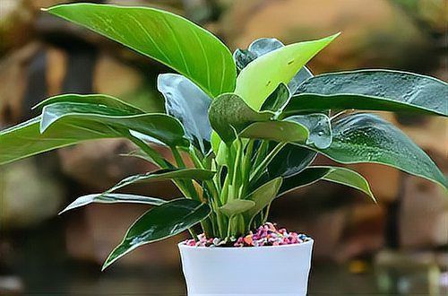 金鉆綠植的功效與作用