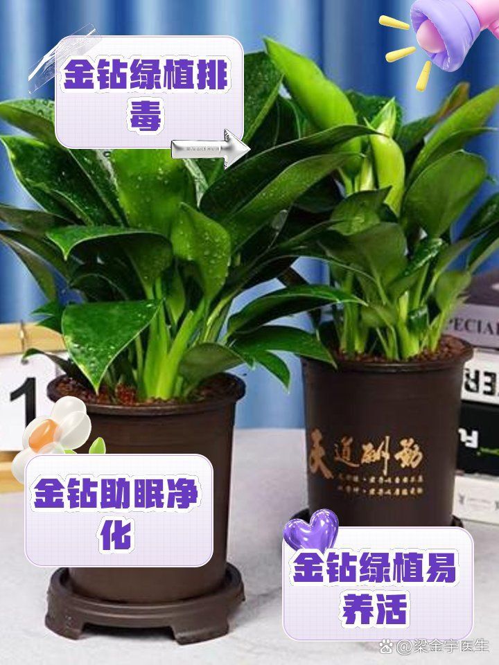 金鉆綠植的功效與作用