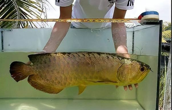 銀龍魚吃什么食物最好養 銀龍魚吃什么食物最好養 龍魚百科 第12張