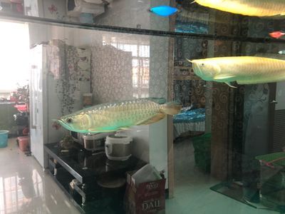 泥鰍喂龍魚需要去內臟嗎為什么：泥鰍喂龍魚需要去內臟嗎