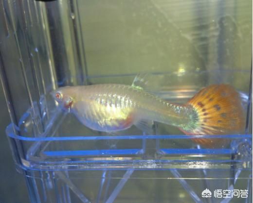 觀賞魚體長影響因素分析：如何優化觀賞魚生活環境，觀賞魚飼養技巧分享