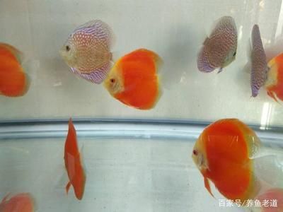 觀賞魚體長影響因素分析：如何優化觀賞魚生活環境，觀賞魚飼養技巧分享