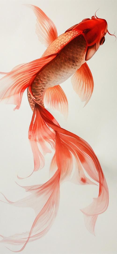 推薦一些高清的金龍魚動(dòng)態(tài)壁紙資源 龍魚百科 第14張 推薦一些高清的金龍魚動(dòng)態(tài)壁紙資源 推薦一些高清的金龍魚動(dòng)態(tài)壁紙資源 龍魚百科 第14張