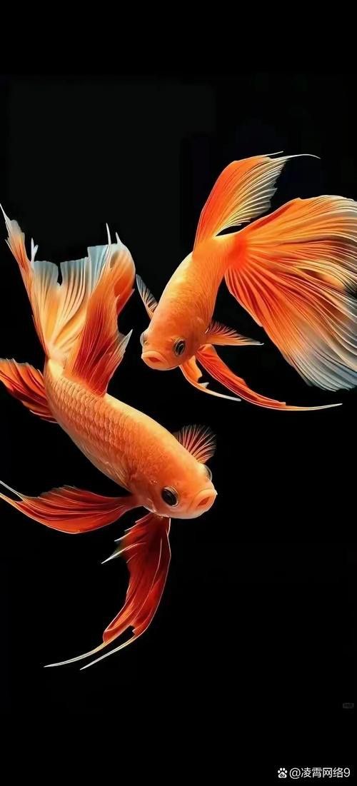 推薦一些高清的金龍魚動(dòng)態(tài)壁紙資源 龍魚百科 第23張 推薦一些高清的金龍魚動(dòng)態(tài)壁紙資源 推薦一些高清的金龍魚動(dòng)態(tài)壁紙資源 龍魚百科 第23張