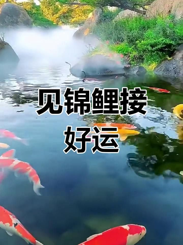 推薦一些高清的金龍魚動(dòng)態(tài)壁紙資源 推薦一些高清的金龍魚動(dòng)態(tài)壁紙資源 龍魚百科 第28張