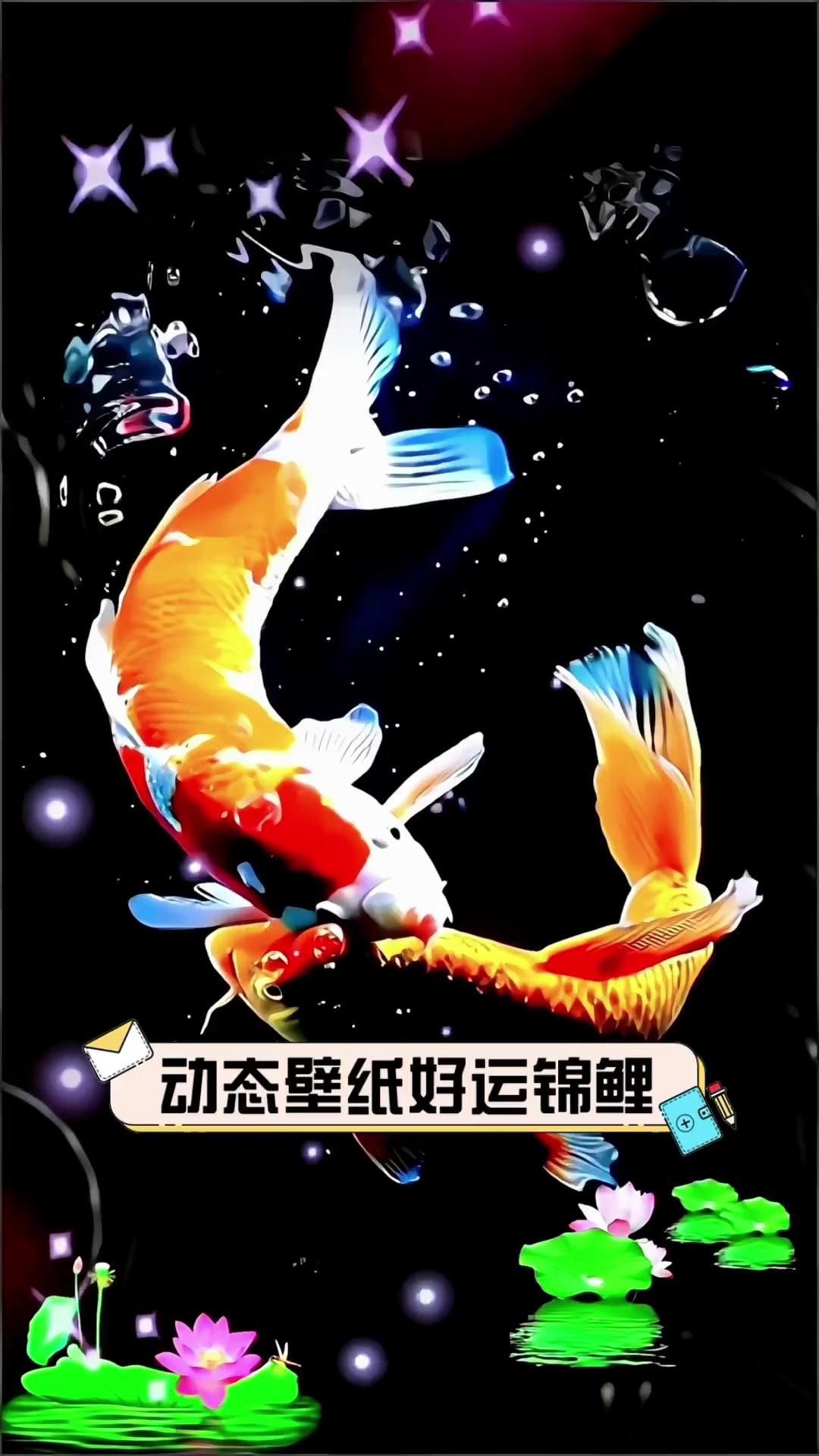 推薦一些高清的金龍魚動(dòng)態(tài)壁紙資源 推薦一些高清的金龍魚動(dòng)態(tài)壁紙資源 龍魚百科 第29張