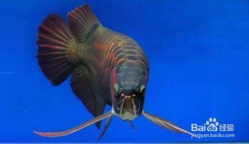 龍魚喂飼料兜嘴（龍魚兜嘴矯正成功案例：龍魚兜嘴矯正成功案例）