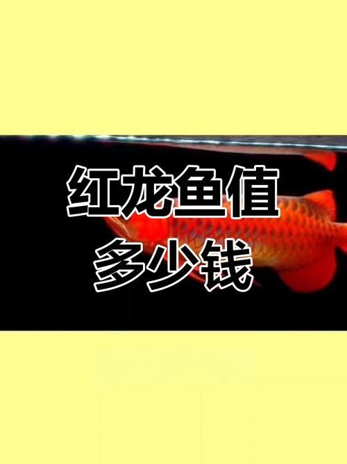 最便宜的紅龍魚多少錢一條圖片
