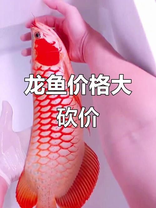 最便宜的紅龍魚多少錢一條圖片