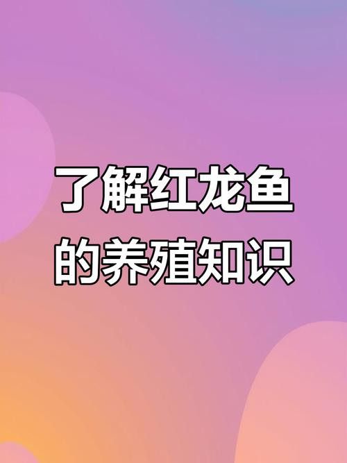 最便宜的紅龍魚多少錢一條圖片