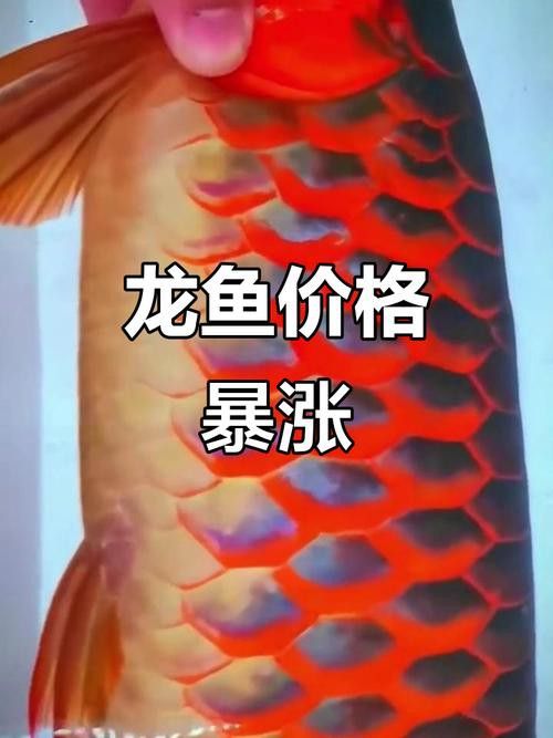 最便宜的紅龍魚多少錢一條圖片