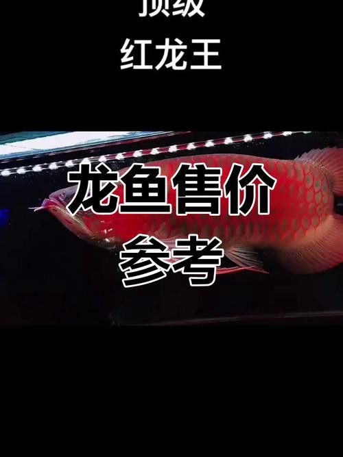 最便宜的紅龍魚多少錢一條圖片