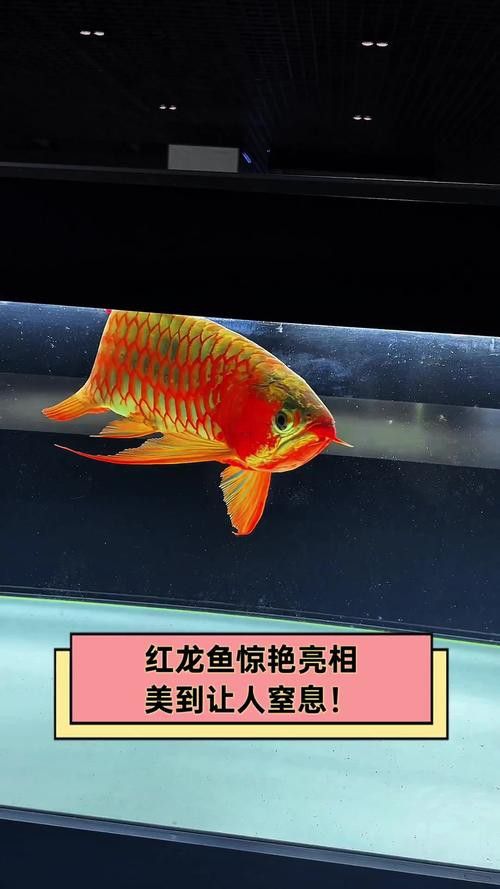 最便宜的紅龍魚多少錢一條圖片