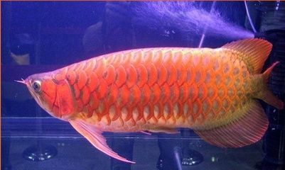 龍魚分幾種：亞洲龍魚與非洲龍魚的區別，紅龍魚與金龍魚的區別