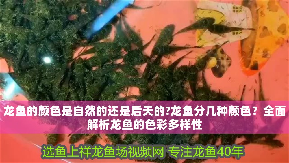 龍魚的顏色是自然的還是后天的?龍魚分幾種顏色？全面解析龍魚的色彩多樣性
