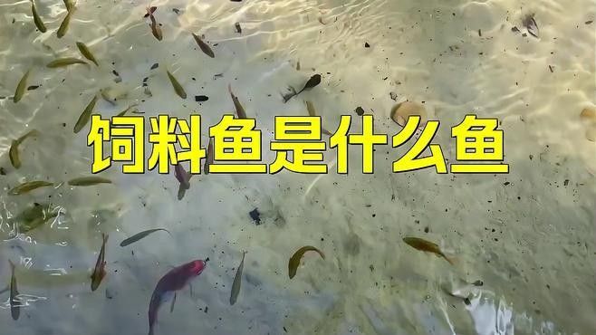 龍魚飼料魚是什么魚類的