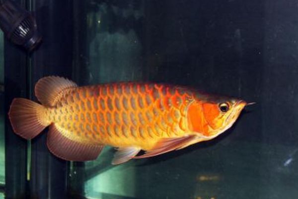 金龍魚喜歡吃什么魚（金龍魚喜歡吃什么食物，金龍魚活餌喂養的注意事項）