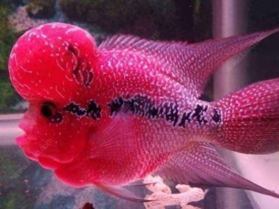 七彩銀龍魚養(yǎng)法（七彩銀龍魚的養(yǎng)殖方法）