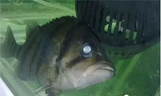 龍魚蒙眼多久能好呀