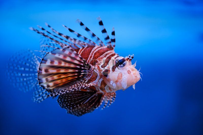 龍魚長(zhǎng)嘴是什么意思（關(guān)于龍魚長(zhǎng)嘴的一些詳細(xì)信息）