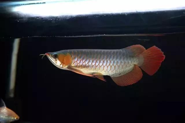 龍魚長(zhǎng)嘴是什么意思（關(guān)于龍魚長(zhǎng)嘴的一些詳細(xì)信息）