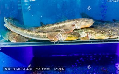 小龍魚是淡水魚嗎還是海水：小龍魚是一種淡水魚，而不是海水魚，