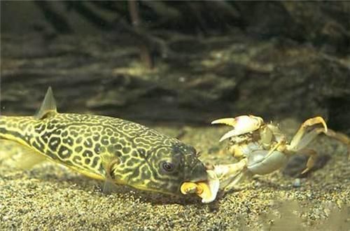 龍魚(yú)停在一個(gè)地方不游動(dòng)：龍魚(yú)在一個(gè)地方不動(dòng)了怎么回事？