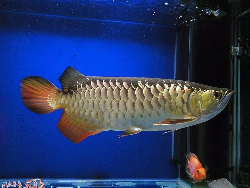 金龍魚的養殖技巧