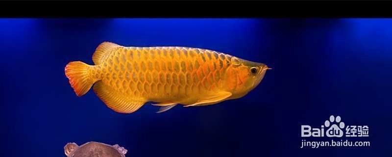 如何判斷紅背金龍魚是否達(dá)到性成熟？