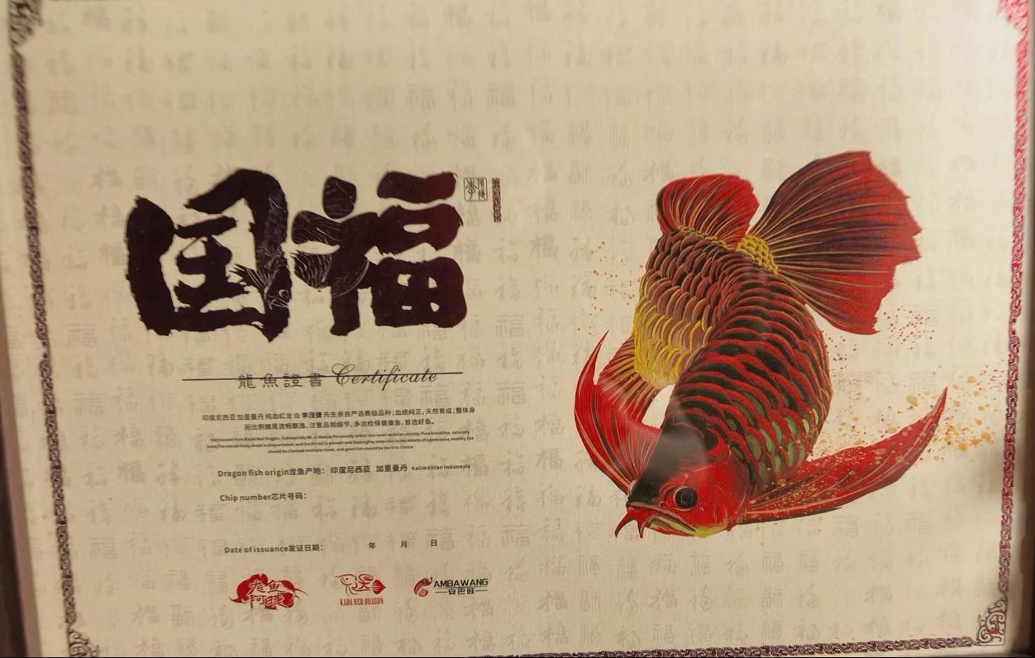 如何區分真假短身福龍魚？