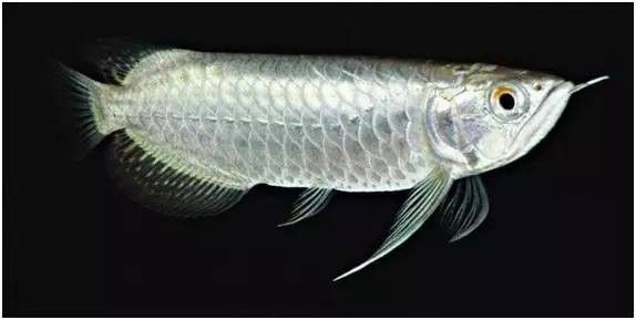如何區分真假短身福龍魚？