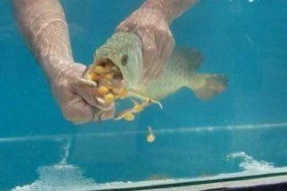 剛買的金龍魚不吃食怎么辦：剛買的金龍魚不吃食怎么辦，