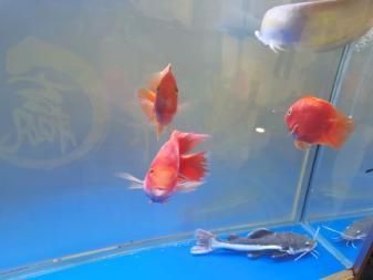 龍魚和招財貓寓意和象征：龍魚和招財貓寓意和象征的相關信息：龍魚和招財貓的寓意和象征