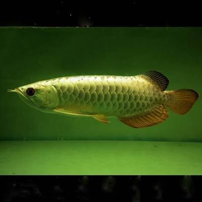 龍魚夜燈放在什么位置（關于龍魚夜燈的最佳擺放位置）