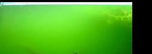 如何控制龍魚缸內(nèi)藻類：龍魚缸藻類控制好藻類的生長至關(guān)重要，以下幾種方法