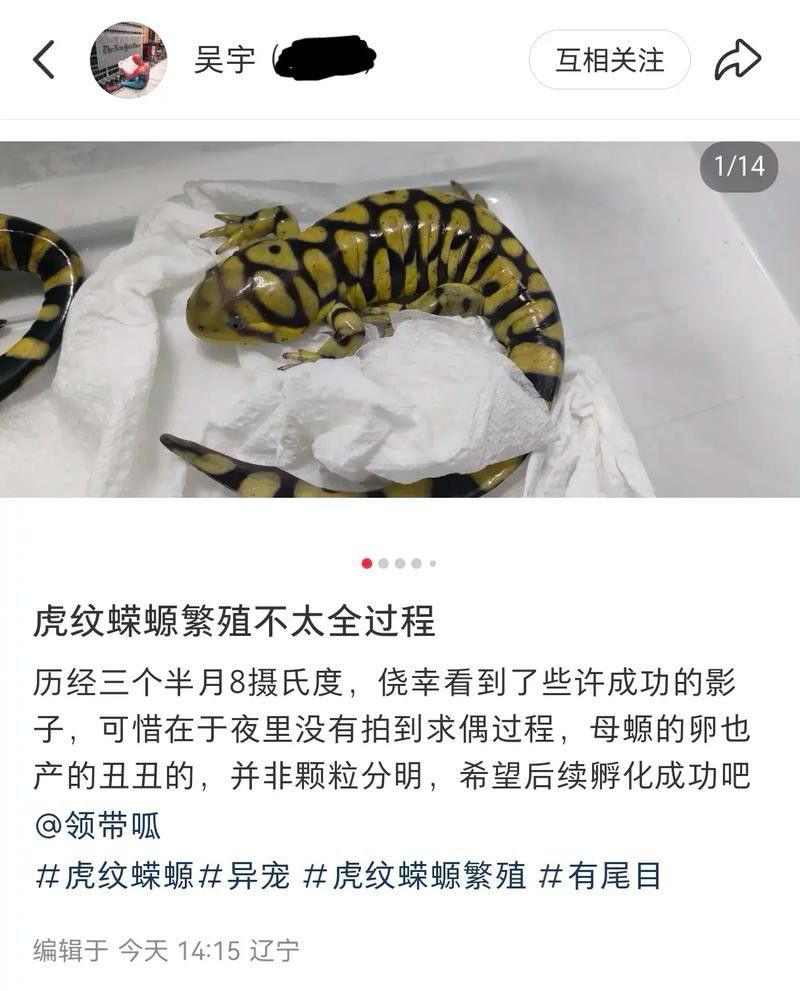 虎紋恐龍魚(yú)繁殖方法圖片視頻