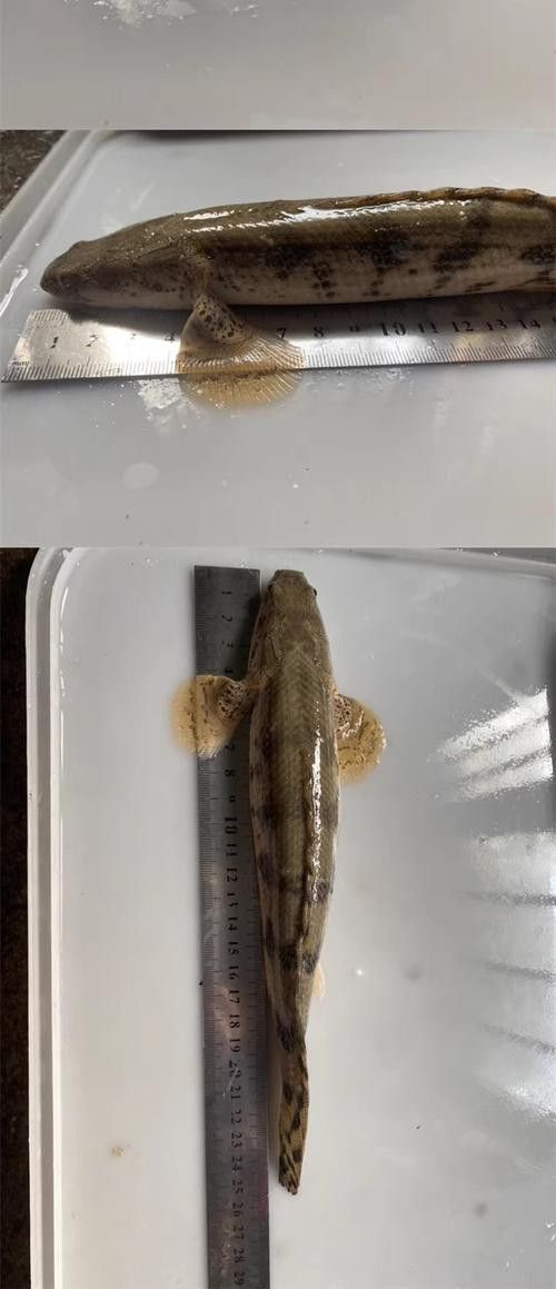 虎紋恐龍魚(yú)繁殖方法圖片視頻
