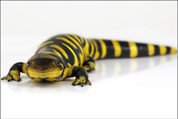 虎紋恐龍魚(yú)繁殖方法圖片視頻