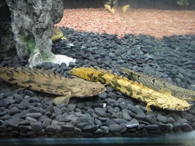 虎紋恐龍魚(yú)繁殖方法圖片視頻