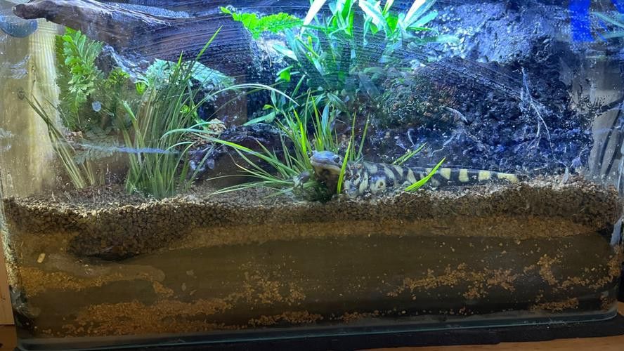 虎紋恐龍魚(yú)繁殖方法圖片視頻