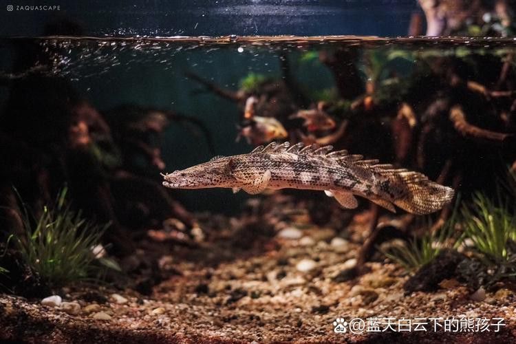 虎紋恐龍魚(yú)繁殖方法圖片視頻