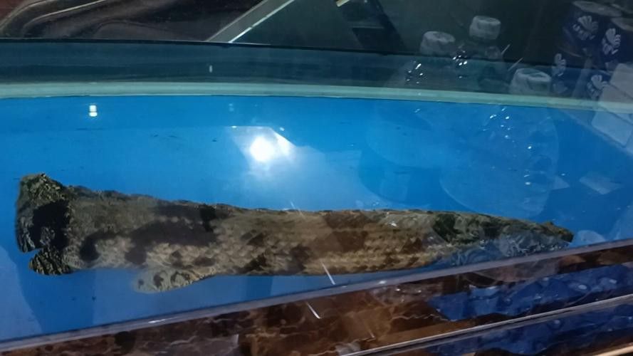 虎紋恐龍魚(yú)繁殖方法圖片視頻