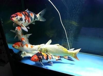 如何查龍魚芯片真偽鑒別視頻：如何查龍魚芯片真偽鑒別，全面指南