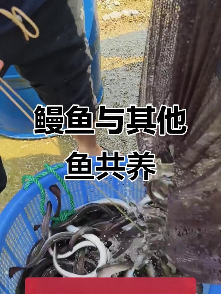 鰻魚可以跟什么魚混養(yǎng)