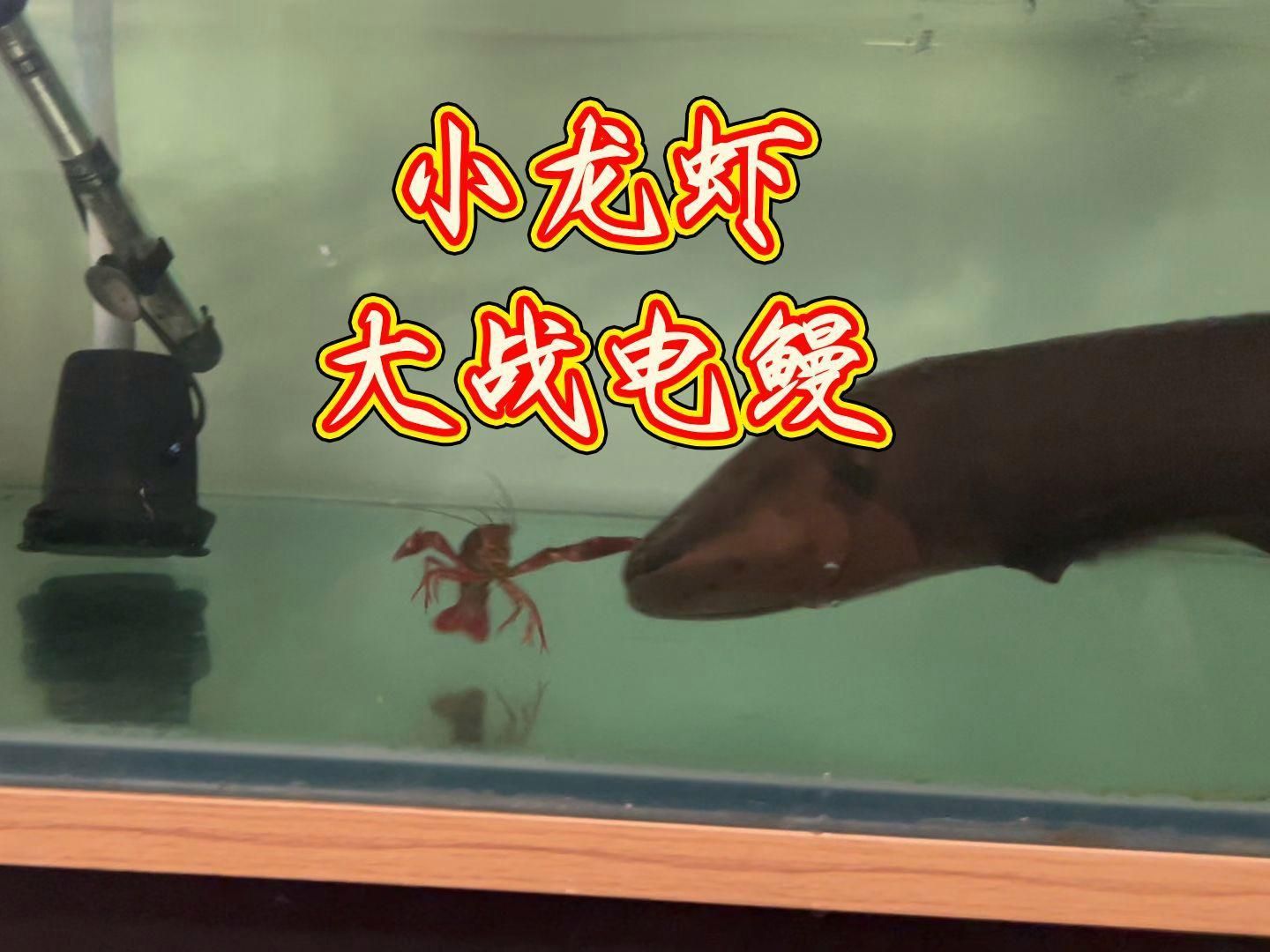 鰻魚可以跟什么魚混養(yǎng)